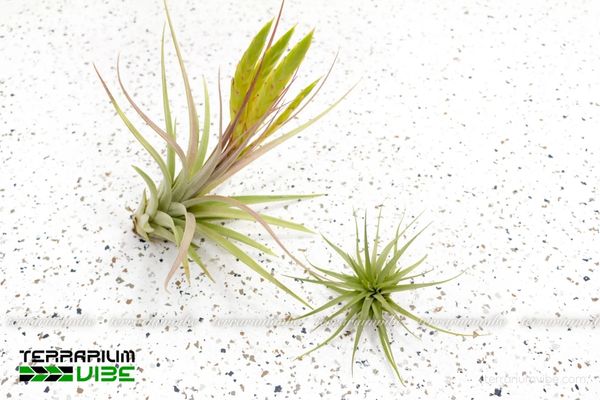 Cây không khí concolor 3 Khả năng thích của Tillandsia concolor trong terrarium
