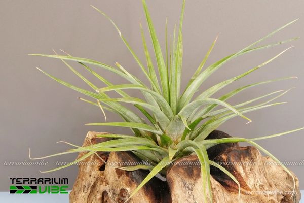 Cây không khí concolor 4 Các yếu tố chăm sóc cây không khí concolor tốt