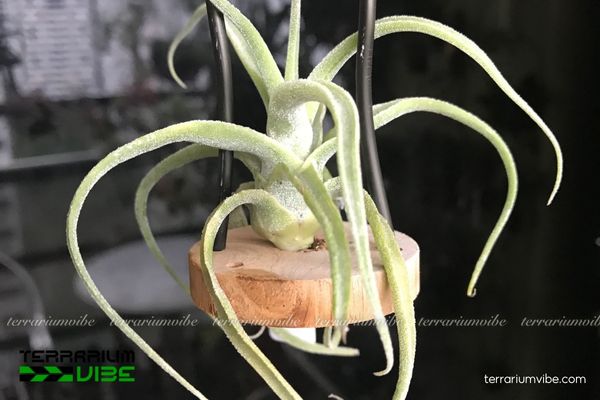 Cây không khí Diguetii 3 Terrarium mở hoặc bán mở thích hợp cho Tillandsia Diguetii