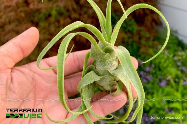 Cây không khí Diguetii 4 Để cây phát triển tốt cần đáp ứng các điều kiện chăm sóc cơ bản