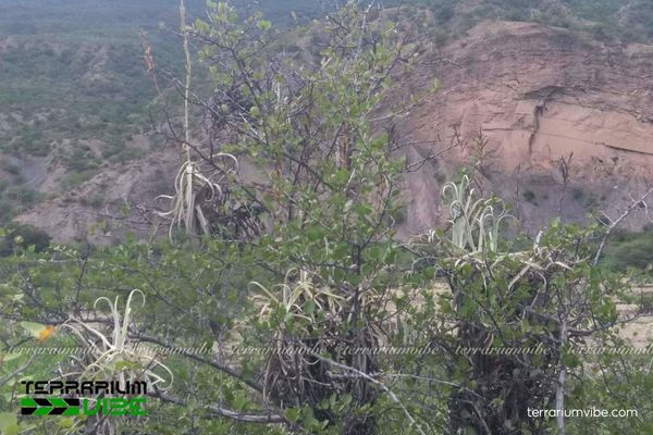 Cây không khí Duratii 2 Nơi phát hiện và môi trường sinh trưởng của cây không khí Duratii