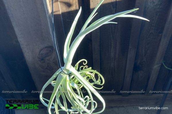 Cây không khí Duratii 4 Các yếu tố cần thiết để chăm cây tốt