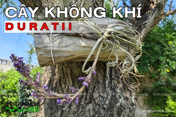Cây không khí Duratii 1 Đặc điểm hình thái của cây không khí Duratii