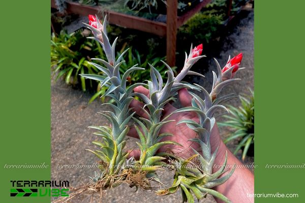 Cây không khí Edithae 3 Cây không khí Edithae thích hợp trồng trong không gian thoáng khí