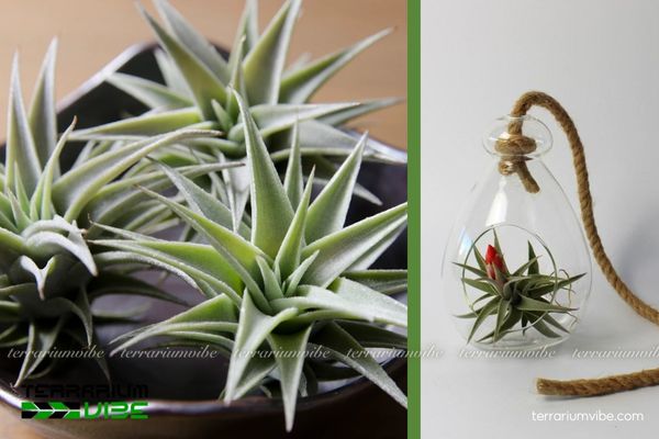 Cây không khí Edithae 4 Một số yếu tố cơ bản cần chú ý khi chăm sóc cây