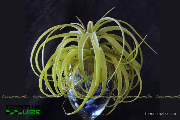 Cây không khí Eric Knobloch - Tillandsia Eric Knobloch 3 Loại terrarium thích hợp trồng cây không khí Eric Knobloch