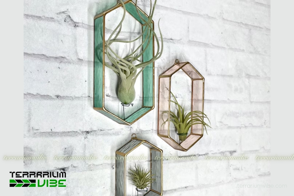 Cây không khí Eric Knobloch - Tillandsia Eric Knobloch 4 Các yếu tố cần chú ý khi chăm sóc cây Eric Knobloch