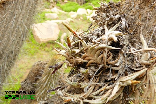 Cây không khí Hirta 2 Đặc điểm môi trường sinh sống của cây không khí cây không khí Hirta