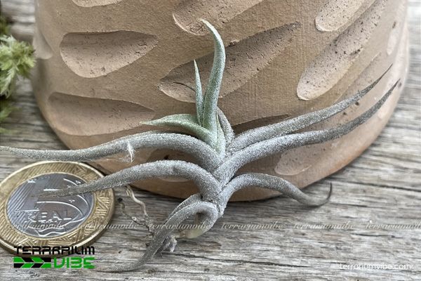 Cây không khí Hirta 3 Terrarium mở hoặc bán mở phù hợp cho T.Hirta