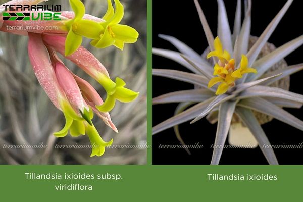 Cây không khí ixioides 2 Hiện nay Tillandsia ixioides có hai phân loài