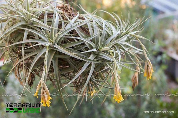 Cây không khí ixioides 3 Khả năng thích nghi của cây không khí ixioides terrarium