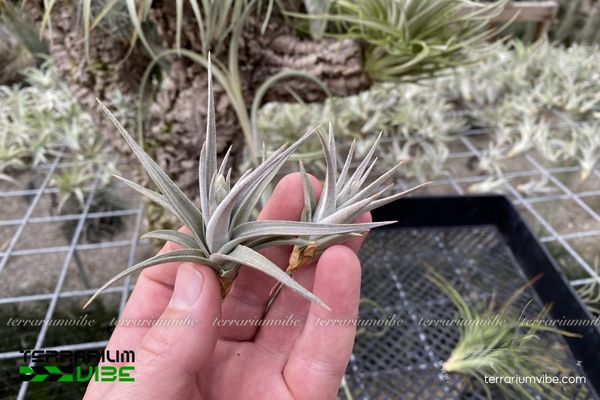 Cây không khí ixioides 4 Một số yếu tố cơ bản để chăm sóc Tillandsia ixioides phát triển tốt