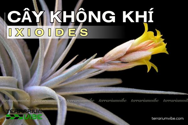 Cây không khí ixioides 1 Tìm hiểu đặc điểm sinh học của cây không khí ixioides