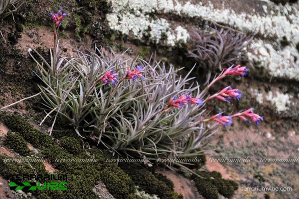 Cây không khí Jonesii 2 Đặc điểm môi trường sống của cây không khí Jonesii