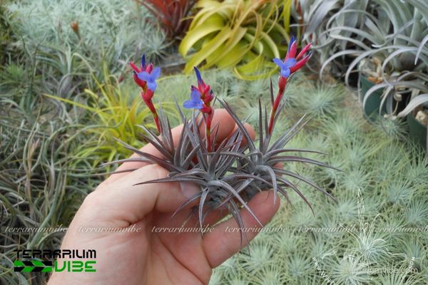Cây không khí Jonesii 3 Kích thước nhỏ của T. Jonesii phù hợp đặt trong bình terrarium