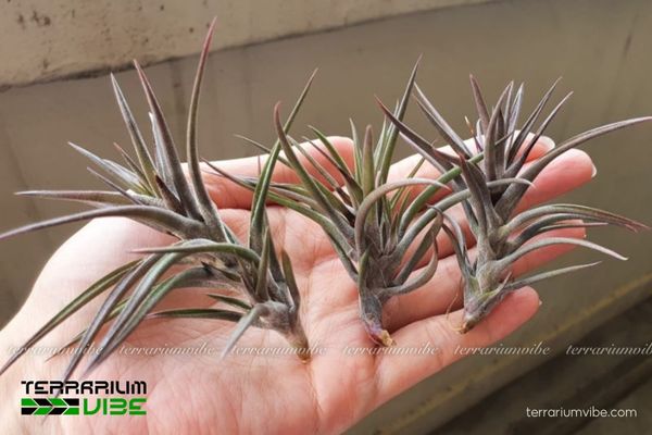 Cây không khí Jonesii 4 Đảm bảo đủ ánh sáng, độ ẩm và thông thoáng cho cây phát triển