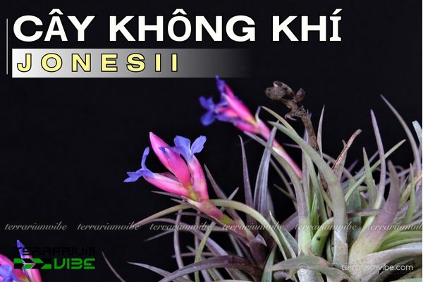 Cây không khí Jonesii 1 Tìm hiểu đặc điểm sinh học của cây không khí Jonesii