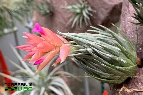 Cây không khí Kautskyi - Tillandsia Kautskyi 2 Độc đáo về đặc điểm môi trường sống của cây không khí Kautskyi