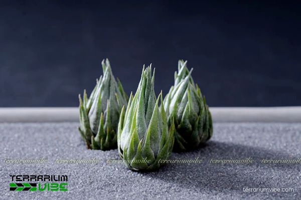 Cây không khí Kautskyi - Tillandsia Kautskyi 3 Cây không khí Kautskyi phù hợp trồng trong bình terrarium