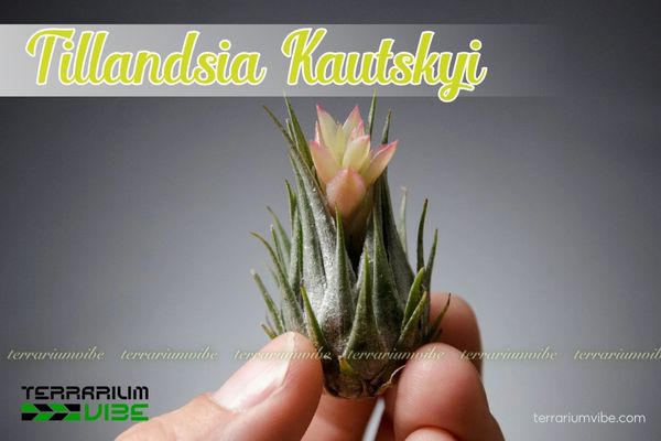 Cây không khí Kautskyi - Tillandsia Kautskyi 1 Giới thiệu tổng quan về cây không khí Kautskyi