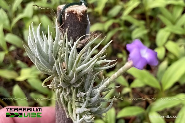Cây không khí Kirschnekii - Tillandsia Kirschnekii 2 Cây không khí Kirschnekii phù hợp làm cây cảnh trong nhà