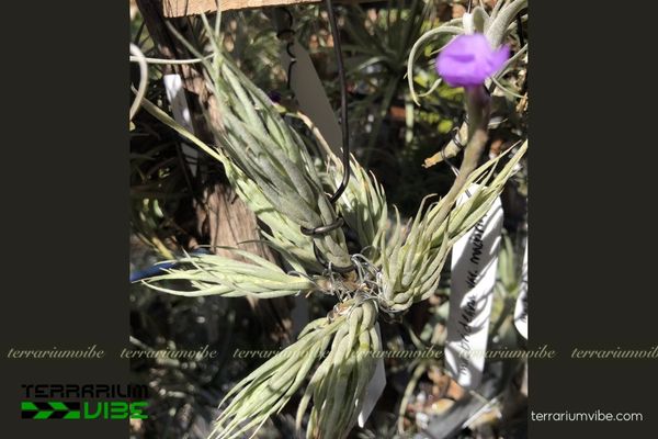Cây không khí Kirschnekii - Tillandsia Kirschnekii 3 Đặc điểm chú ý khi trồng trong bình terrarium