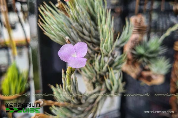 Cây không khí Kirschnekii - Tillandsia Kirschnekii 4 Yếu tố cần thiết để cây không khí này phát triển