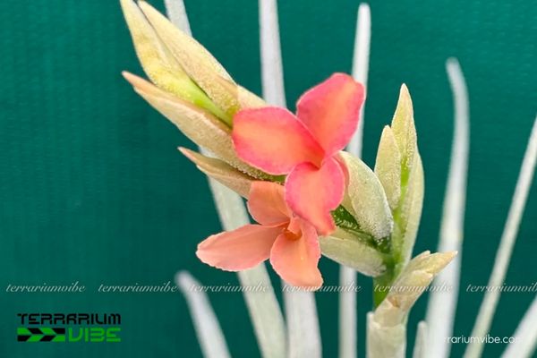 Cây không khí Mystic Trumpet (T. albertiana x xiphioides) 2 Tìm hiểu về nguồn gốc hình thành giống lai này