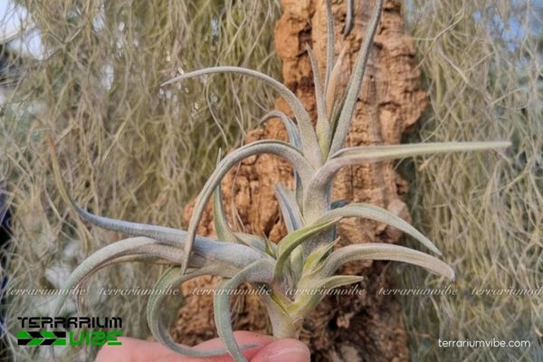 Cây không khí Mystic Trumpet (T. albertiana x xiphioides) 3 Khả năng sinh trưởng trong mô hình terrarium
