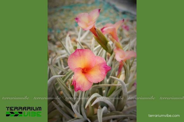 Cây không khí Mystic Trumpet (T. albertiana x xiphioides) 4 Các yếu tố cơ bản cần thiết để chăm sóc cây