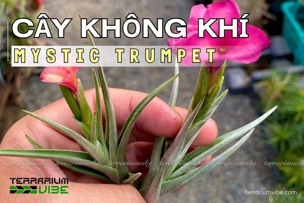 Cây không khí Mystic Trumpet (T. albertiana x xiphioides) 1 Tìm hiểu hình thái của cây không khí Mystic Trumpet