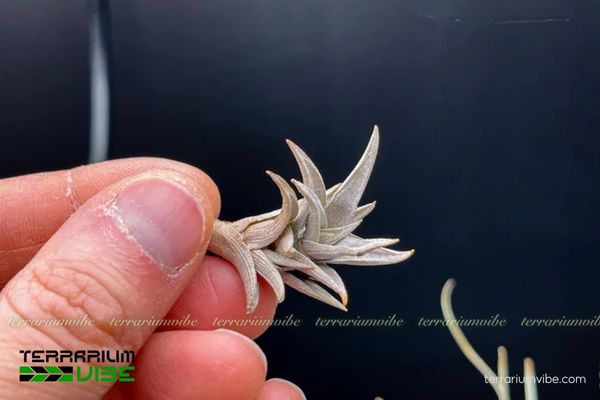 Cây không khí Peiranoi - Tillandsia Peiranoi 3 Cây không khí Peiranoi phù hợp trong làm terrarium mở