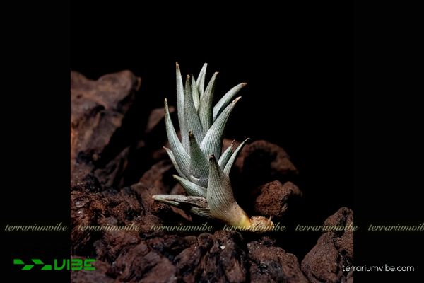 Cây không khí Peiranoi - Tillandsia Peiranoi 4 Yếu tố cần thiết để cây không khí Peiranoi phát triển tốt trong terrarium