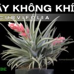 Cây không khí Recurvifolia - Tillandsia Recurvifolia