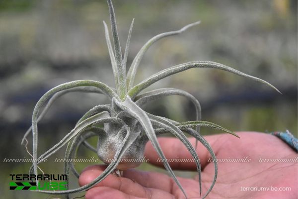 Cây không khí Sitting Pretty (T. streptophylla x paucifolia) 2 Tìm hiểu về môi trường sống cây không khí Sitting Pretty