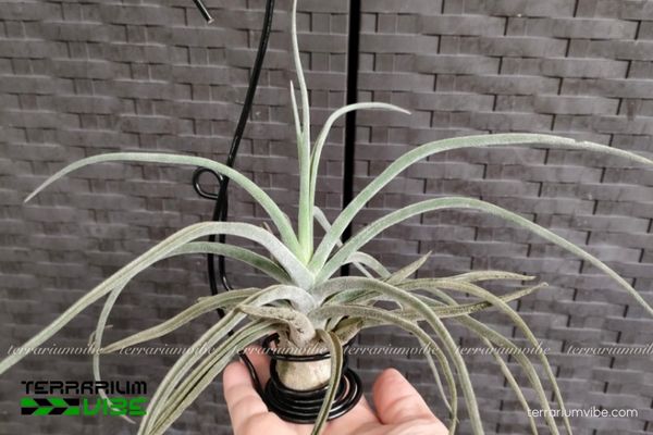 Cây không khí Sitting Pretty (T. streptophylla x paucifolia) 3 Khả năng thích trong môi trường kiểu terrarium