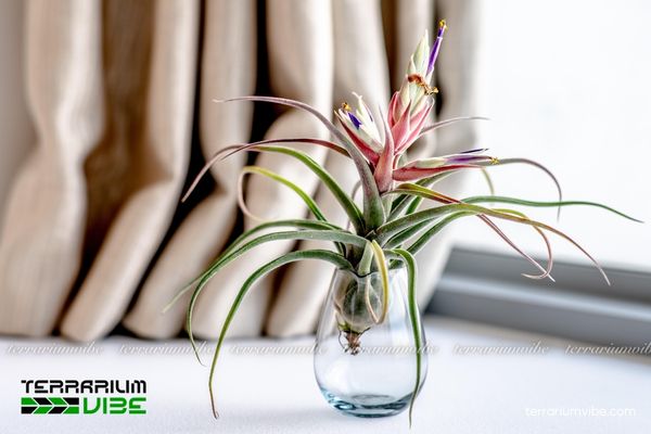 Cây không khí Sitting Pretty (T. streptophylla x paucifolia) 4 Cách chăm cây cơ bản trong mô hình terrarium