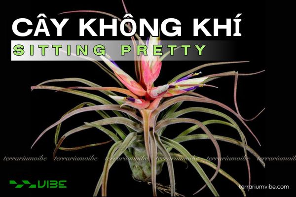 Cây không khí Sitting Pretty (T. streptophylla x paucifolia) 1 Tìm hiểu về hình thái học của cây không khí Sitting Pretty