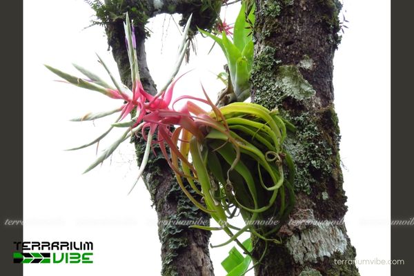 Cây không khí Streptophylla - Tillandsia Streptophylla 2 Cây không khí Streptophylla sống tốt trong điều kiện môi trường khác nhau