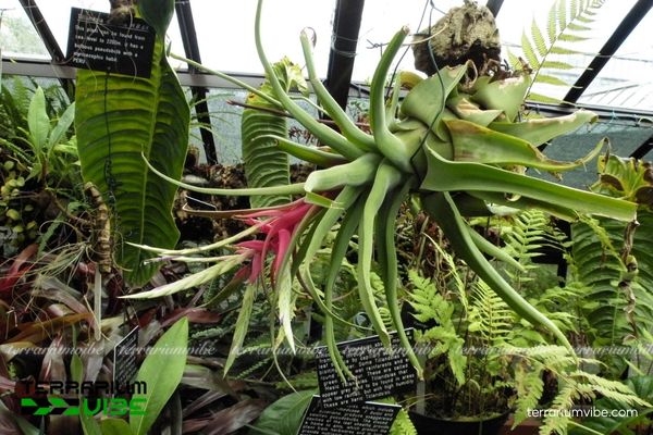 Cây không khí Streptophylla - Tillandsia Streptophylla 3 Đặc điểm khi trồng Tillandsia Streptophylla trong terrarium