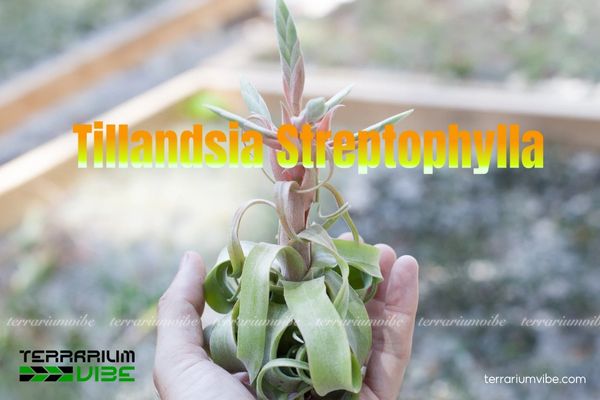 Cây không khí Streptophylla - Tillandsia Streptophylla 1 Đặc điểm sinh học của cây không khí Streptophylla - Tillandsia Streptophylla