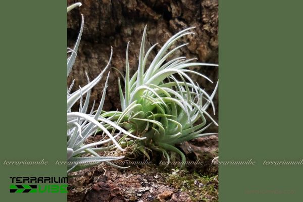 Cây không khí Subsecundifolia - Tillandsia Subsecundifolia 2 Đặc điểm môi trường sống của cây không khí Subsecundifolia