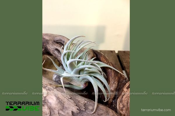 Cây không khí Subsecundifolia - Tillandsia Subsecundifolia 3 Các yếu tố đảm bảo cây không khí phát triển tốt