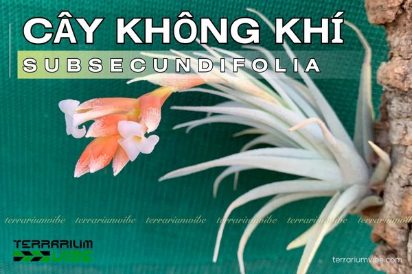 Cây không khí Subsecundifolia - Tillandsia Subsecundifolia 1 Tìm hiểu đặc điểm sinh học của cây không khí Subsecundifolia