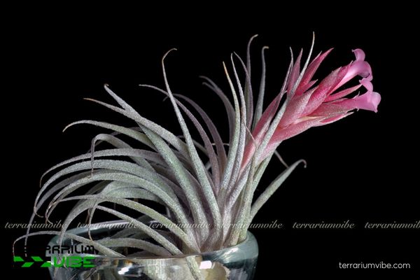 Cây không khí Sucrei 3 Hướng dẫn chăm sóc cây không khí Sucrei