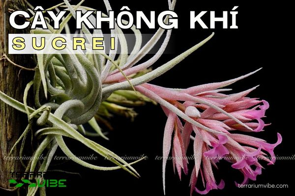 Cây không khí Sucrei 1 Tìm hiểu hình thái của cây không khí Sucrei