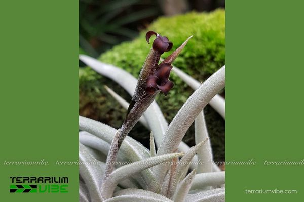 Cây không khí Tenebra 3 Cây không khí Tenebra thích hợp không gian terrarium kiểu mở