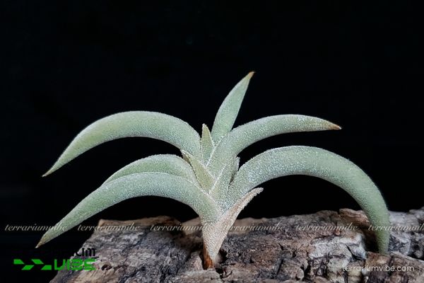 Cây không khí Tenebra 4 Yếu tố cần thiết để chăm sóc tốt cho Tillandsia Tenebra