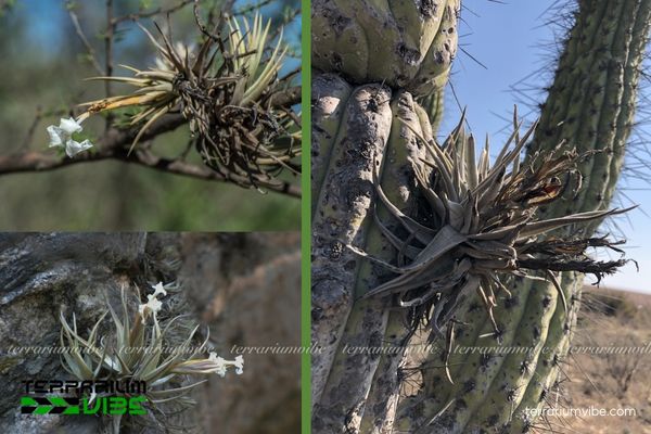 Cây không khí Xiphioides 2 Môi trường sinh trưởng của cây không khí Xiphioides