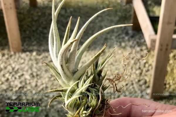 Cây không khí Xiphioides 3 Một số thực vật có thể trồng chung T.Xiphioides trong terrarium